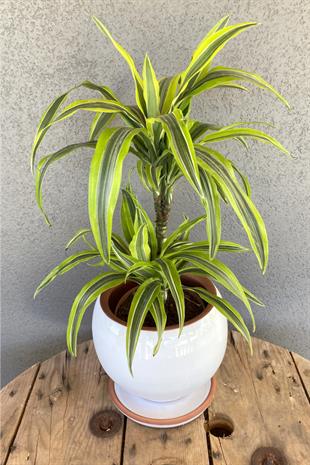 Dracaena Lemon Lime Bitkisi 2 Gövdeli-Renkli