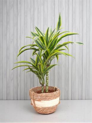 Dracaena Lemon Lime Bitkisi 2 Gövdeli-Renkli