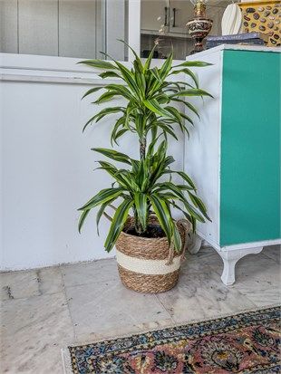 Dracaena Lemon Lime Bitkisi 2 Gövdeli-Renkli