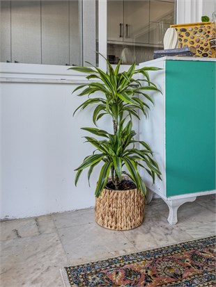 Dracaena Lemon Lime Bitkisi 2 Gövdeli-Renkli