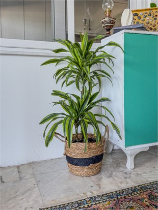 Dracaena Lemon Lime Bitkisi 2 Gövdeli-Renkli