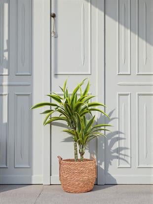 Dracaena Lemon Lime Bitkisi 2 Gövdeli-Renkli
