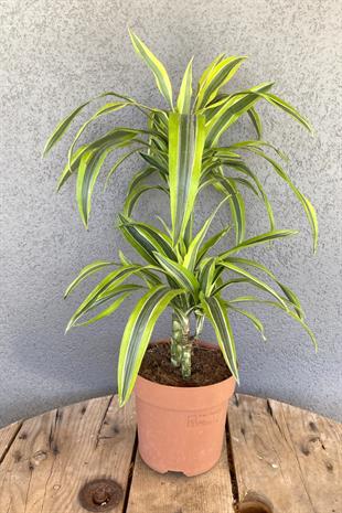 Dracaena Lemon Lime Bitkisi 2 Gövdeli-Renkli
