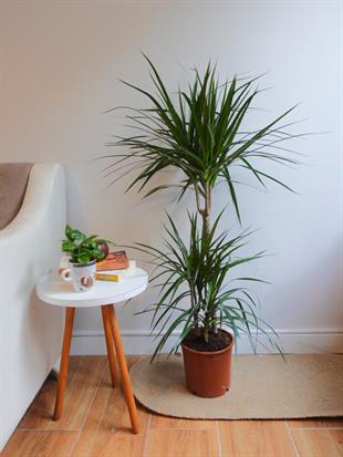 Dracaena Marginata 120 Cm 3 Gövdeli - Madagaskar Dragon Ağacı