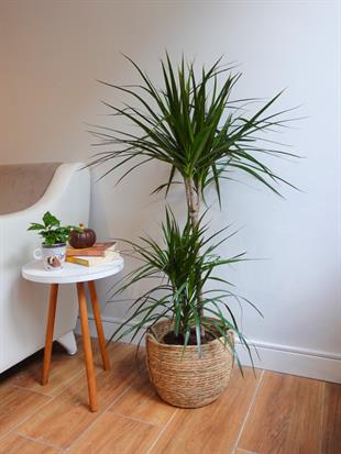 Dracaena Marginata 120 Cm 3 Gövdeli - Madagaskar Dragon Ağacı