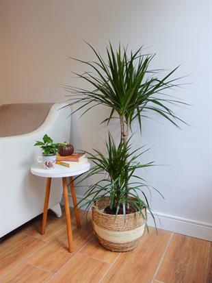 Dracaena Marginata 120 Cm 3 Gövdeli - Madagaskar Dragon Ağacı