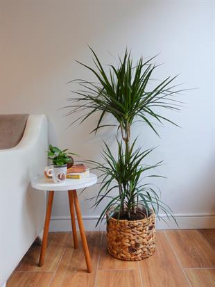 Dracaena Marginata 120 Cm 3 Gövdeli - Madagaskar Dragon Ağacı
