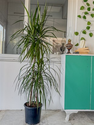 Dracaena Marginata 130 - 150 Cm 2 Gövdeli - Madagaskar Dragon Ağacı