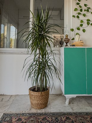 Dracaena Marginata 130 - 150 Cm 2 Gövdeli - Madagaskar Dragon Ağacı