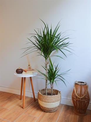 Dracaena Marginata Bitkisi 2 Gövdeli - Madagaskar Dragon Ağacı