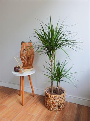 Dracaena Marginata Bitkisi 2 Gövdeli - Madagaskar Dragon Ağacı