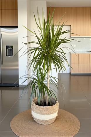 Dracaena Marginata Bitkisi 2 Gövdeli - Madagaskar Dragon Ağacı