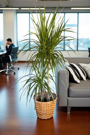 Dracaena Marginata Bitkisi 2 Gövdeli - Madagaskar Dragon Ağacı