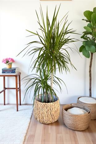 Dracaena Marginata Bitkisi 2 Gövdeli - Madagaskar Dragon Ağacı