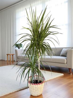 Dracaena Marginata Bitkisi 2 Gövdeli - Madagaskar Dragon Ağacı