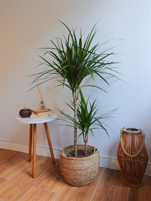 Dracaena Marginata Bitkisi 2 Gövdeli - Madagaskar Dragon Ağacı