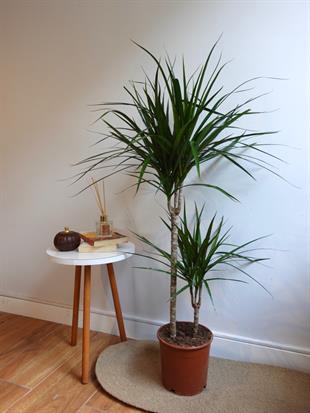 Dracaena Marginata Bitkisi 2 Gövdeli - Madagaskar Dragon Ağacı