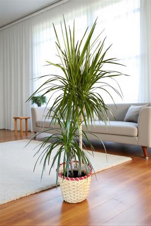 Dracaena Marginata Bitkisi 2 Gövdeli - Madagaskar Dragon Ağacı