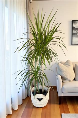 Dracaena Marginata Bitkisi 2 Gövdeli - Madagaskar Dragon Ağacı
