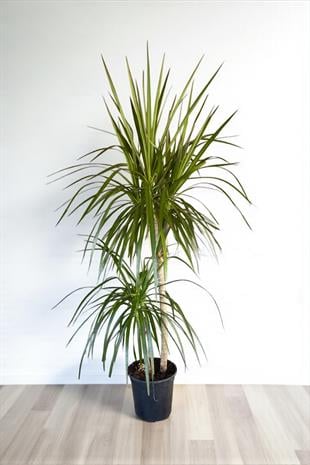Dracaena Marginata Bitkisi 2 Gövdeli - Madagaskar Dragon Ağacı