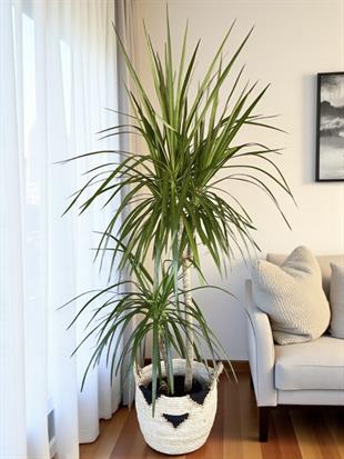 Dracaena Marginata Bitkisi 2 Gövdeli - Madagaskar Dragon Ağacı