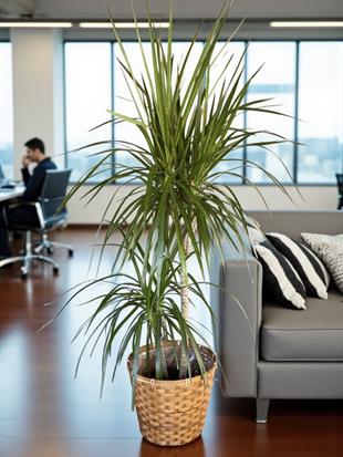 Dracaena Marginata Bitkisi 2 Gövdeli - Madagaskar Dragon Ağacı