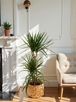 Dracaena Marginata 120 Cm 3 Gövdeli - Madagaskar Dragon Ağacı