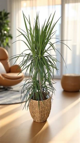 Dracaena Marginata Bitkisi 3 Gövdeli - Madagaskar Dragon Ağacı