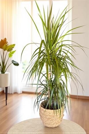 Dracaena Marginata Bitkisi 3 Gövdeli - Madagaskar Dragon Ağacı