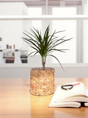 Dracaena Marginata Bitkisi Tek Gövdeli - Madagaskar Dragon Ağacı