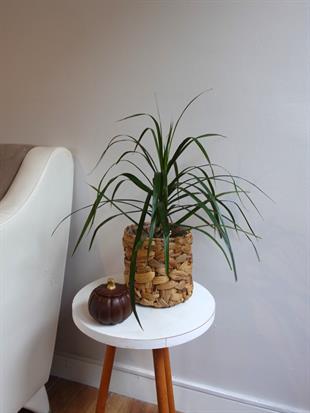 Dracaena Marginata Bitkisi Tek Gövdeli - Madagaskar Dragon Ağacı