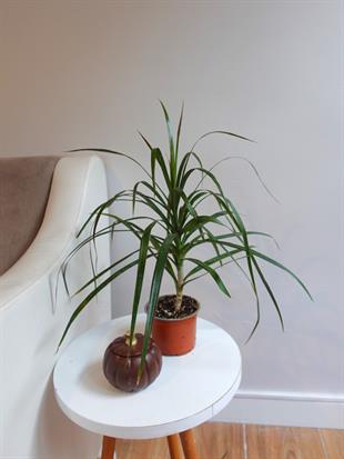 Dracaena Marginata Bitkisi Tek Gövdeli - Madagaskar Dragon Ağacı