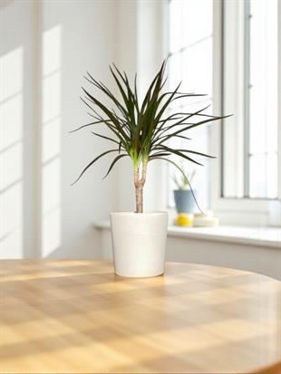 Dracaena Marginata Bitkisi Tek Gövdeli - Madagaskar Dragon Ağacı