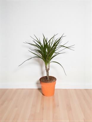 Dracaena Marginata Bitkisi Tek Gövdeli - Madagaskar Dragon Ağacı