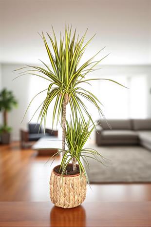 Dracaena Marginata Kiwi Bitkisi 2 Gövdeli - Madagaskar Dragon Ağacı