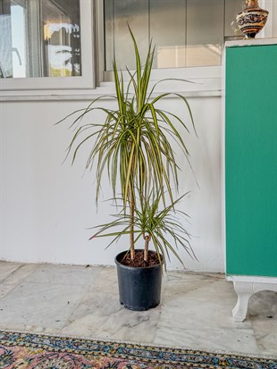 Dracaena Marginata Sunray Bitkisi 2 Gövdeli - Madagaskar Dragon Ağacı