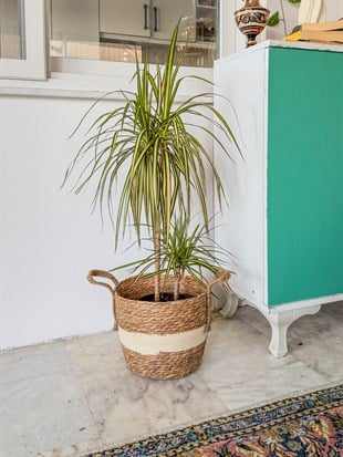 Dracaena Marginata Sunray Bitkisi 2 Gövdeli - Madagaskar Dragon Ağacı