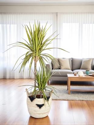 Dracaena Marginata Sunray Bitkisi 2 Gövdeli - Madagaskar Dragon Ağacı