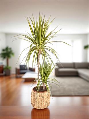Dracaena Marginata Sunray Bitkisi 2 Gövdeli - Madagaskar Dragon Ağacı