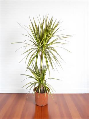 Dracaena Marginata Sunray Bitkisi 2 Gövdeli - Madagaskar Dragon Ağacı