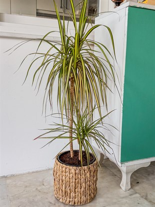 Dracaena Marginata Sunray Bitkisi 2 Gövdeli - Madagaskar Dragon Ağacı
