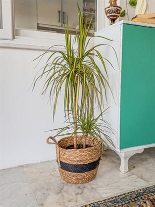 Dracaena Marginata Sunray Bitkisi 2 Gövdeli - Madagaskar Dragon Ağacı