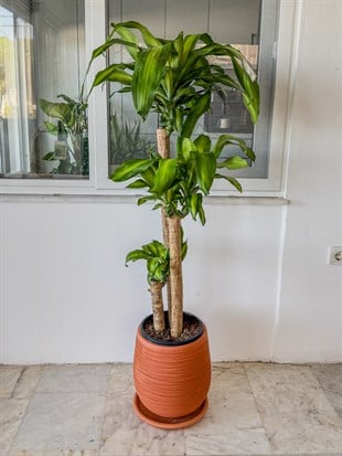 Dracaena Massengena 3 Gövdeli XXL – 130-140 cm Kalın Gövdeli Prestij Bitkisi