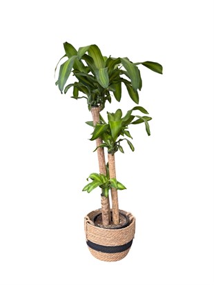 Dracaena Massengena 3 Gövdeli XXL – 130-140 cm Kalın Gövdeli Prestij Bitkisi