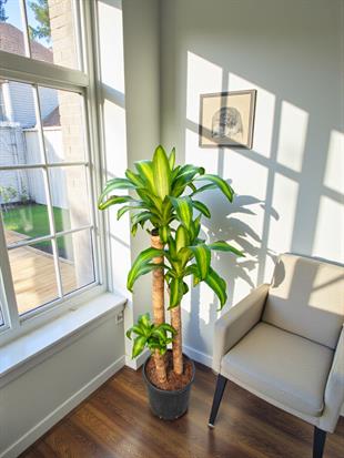 Dracaena Massengena 3 Gövdeli XXL – 130-140 cm Kalın Gövdeli Prestij Bitkisi