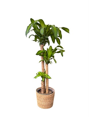 Dracaena Massengena 3 Gövdeli XXL – 130-140 cm Kalın Gövdeli Prestij Bitkisi
