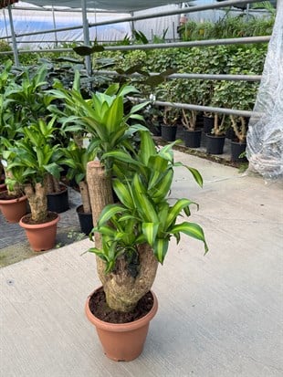 Dracaena Massengena (Çatallı Anaç) 80 cm – Gösterişli ve Heykelsi Tropikal Dokunuş 🌿