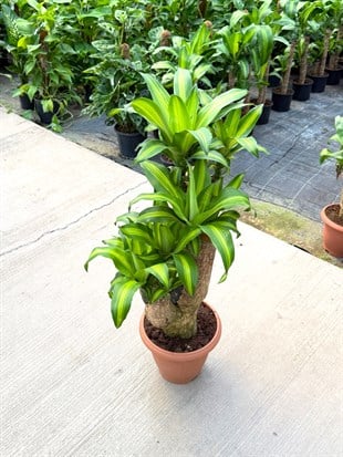 Dracaena Massengena (Çatallı Anaç) 80 cm – Gösterişli ve Heykelsi Tropikal Dokunuş 🌿