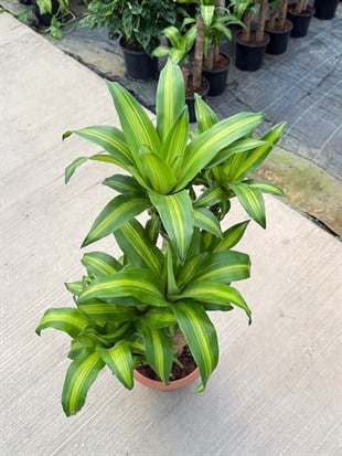 Dracaena Massengena (Çatallı Anaç) 80 cm – Gösterişli ve Heykelsi Tropikal Dokunuş 🌿
