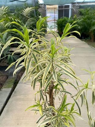 Dracaena Reflexa (Song of India) Bitkisi 130-150 Cm 